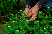 Ngắt nụ hoa cúc, sinh viên Đà Nẵng kiếm tiền triệu mùa Tết