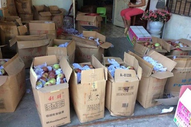 Táo đá Hà Giang: Siêu lừa hàng Tàu, tung hoành Bắc Bộ