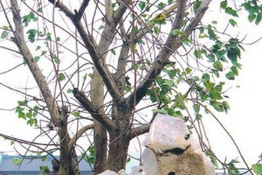 43 cây bồ đề trong khu vực chùa Bái Đính bị chặt phá