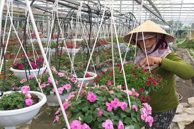 Hoa Tết được giá, nông dân phấn khởi