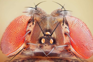 Ruồi giấm không cần ngủ nhiều như những động vật khác để… sống sót