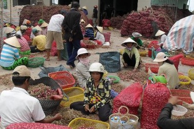 "Giải cứu" hành tím: Chỉ là giải pháp tình thế!