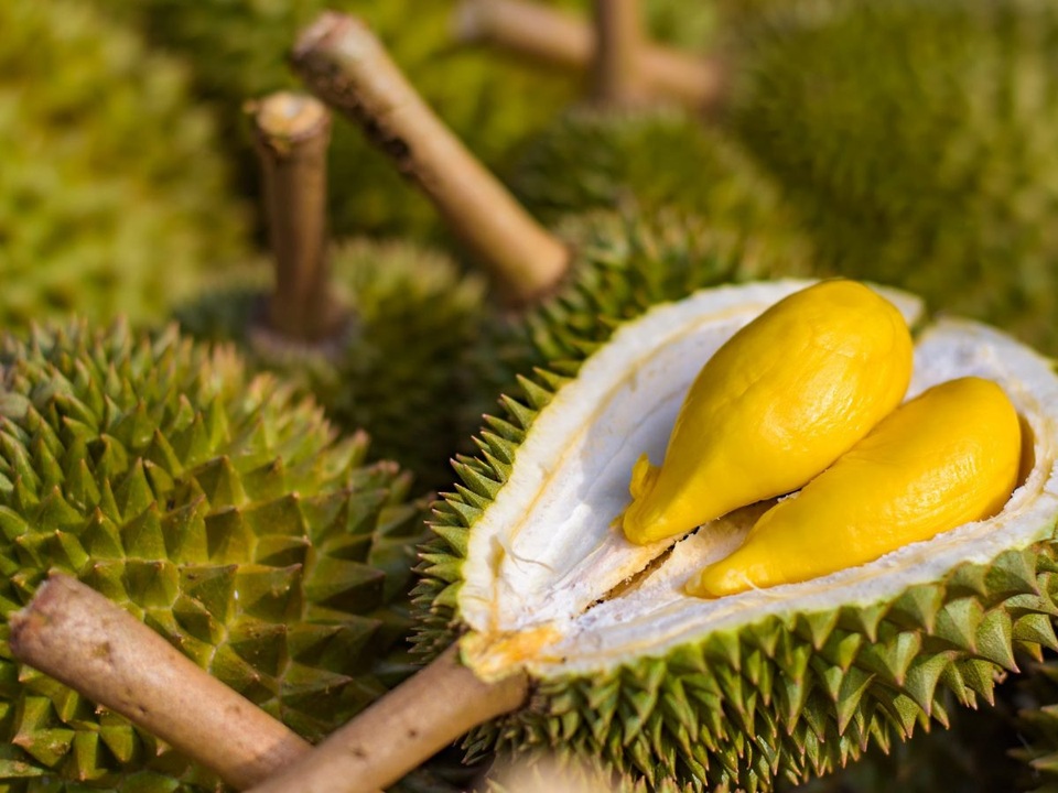Trái sầu riêng: Không phải ai cũng thích nhưng vô cùng bổ dưỡng - 2 Trái sầu riêng: Không phải ai cũng thích nhưng vô cùng bổ dưỡng - 2