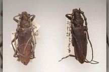 Phát hiện "bọ cánh cứng" cổ đại cực hiếm được bảo tồn hoàn hảo