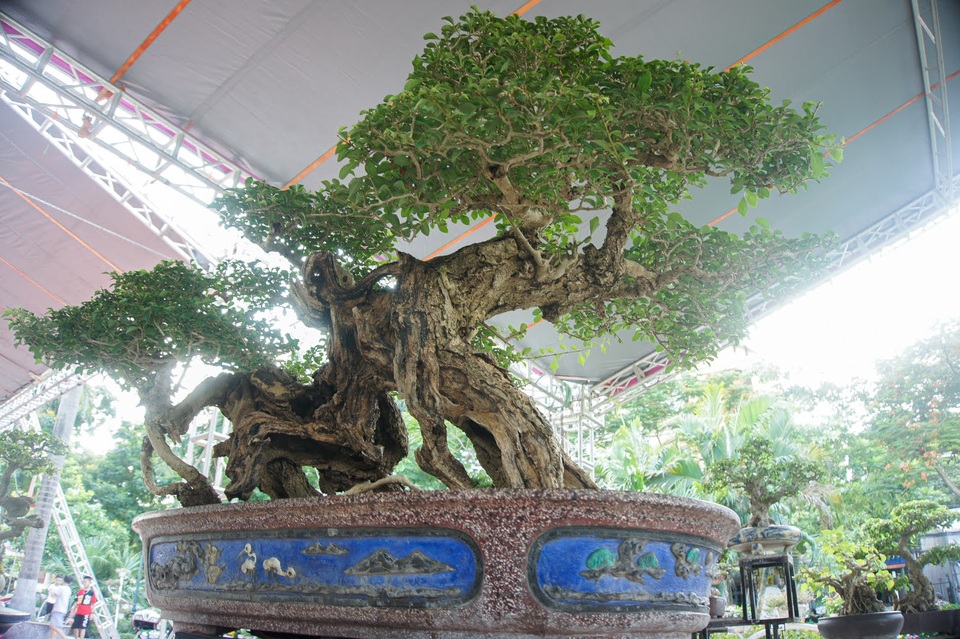 Mãn nhãn với cây găng tu hú, gỗ lũa tự thân hàng trăm năm tuổi - 8 Mãn nhãn với cây găng tu hú, gỗ lũa tự thân hàng trăm năm tuổi - 8