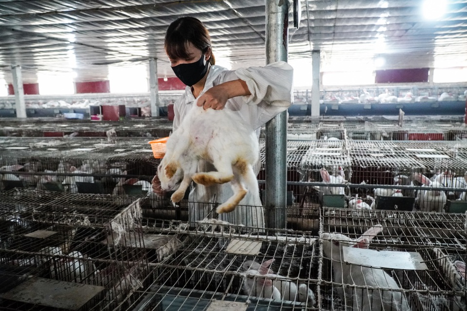 Nuôi thỏ xuất Nhật kiếm nửa tỷ đồng mỗi năm ở Lạng Sơn - 3 Nuôi thỏ xuất Nhật kiếm nửa tỷ đồng mỗi năm ở Lạng Sơn - 3