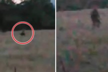 Quái vật chân to Bigfoot huyền thoại xuất hiện ở Mỹ