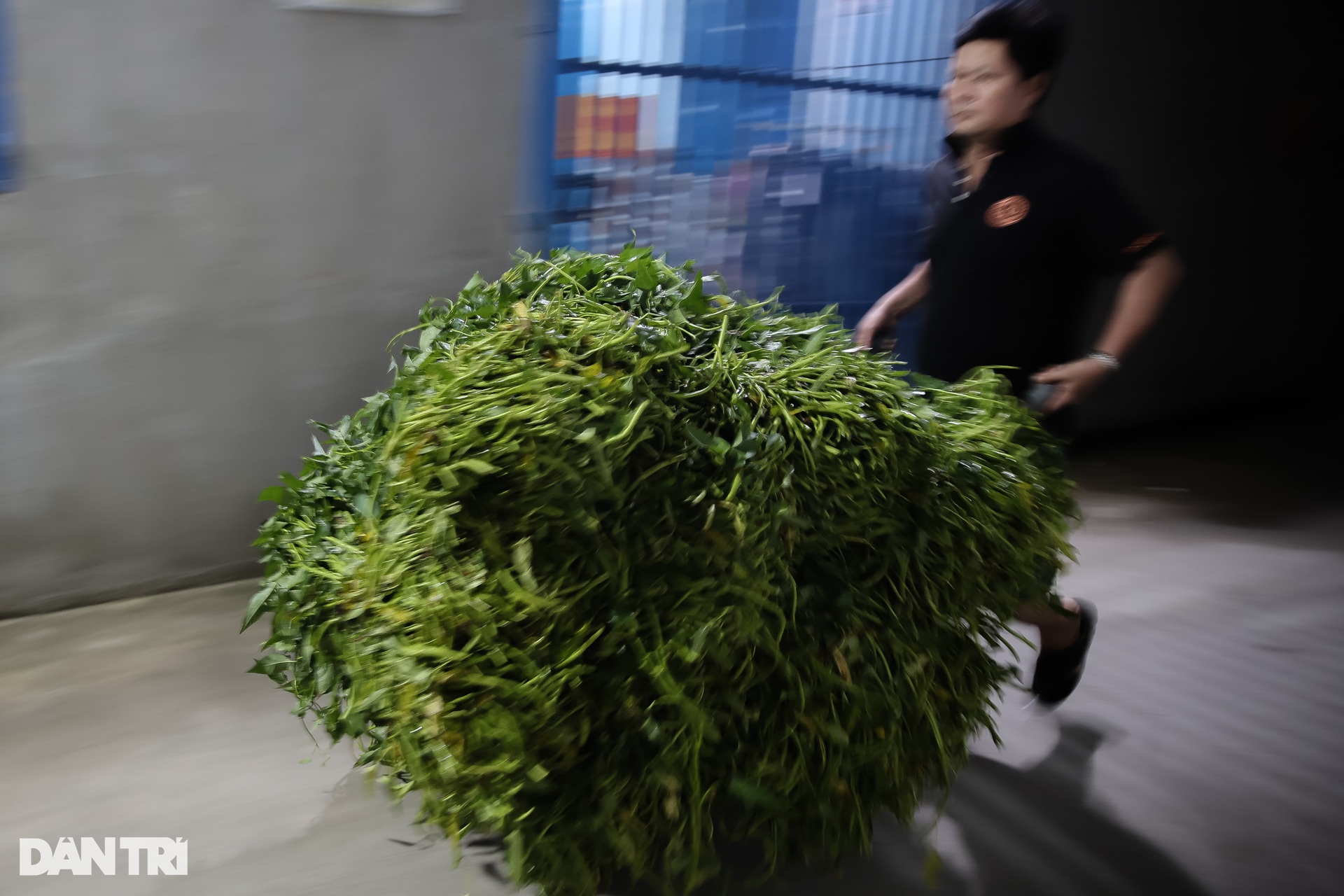 Xóm nhặt rau muống thuê lúc nửa đêm ở TPHCM - 3 Xóm nhặt rau muống thuê lúc nửa đêm ở TPHCM - 3