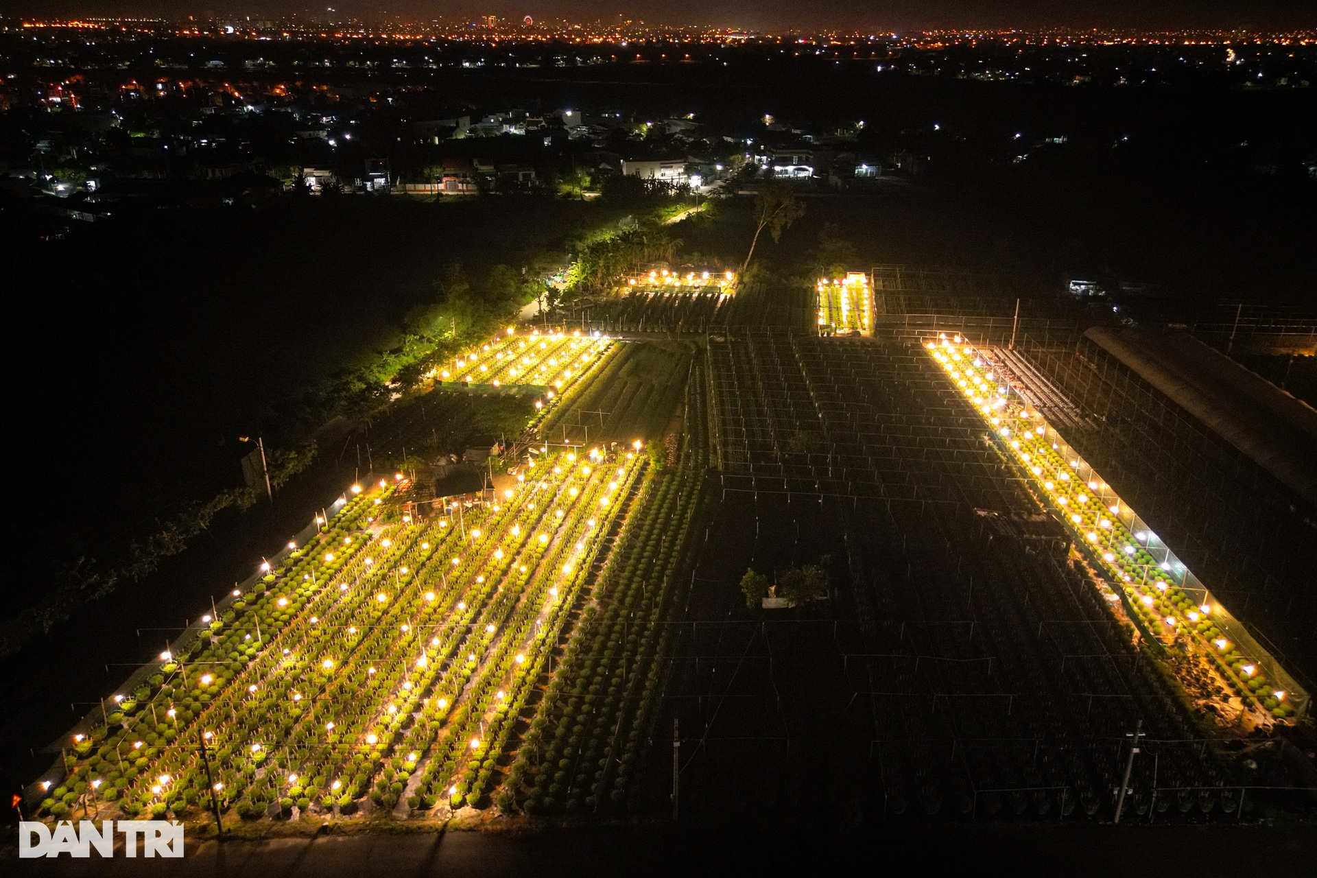 Da Nang flower village lights up brightly to catch flowers waiting for Tet - 1