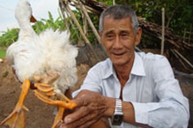 Phát hiện vịt 4 chân ở Vĩnh Long