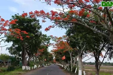 Hoa phượng vĩ nở rực đường về Đền thờ Bác Hồ.