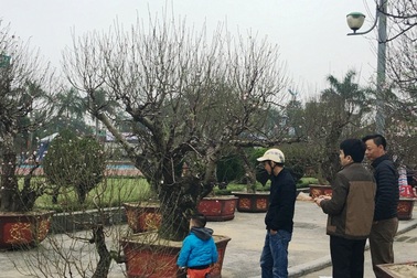 Chiêm ngưỡng những cây đào thế "tiền triệu" tại chợ hoa xuân