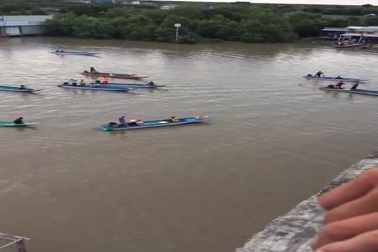 Người dân "hộ tống" cá heo bơi về biển