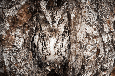 Loạt ảnh khiến bạn kinh ngạc về khả năng ngụy trang của chim cú