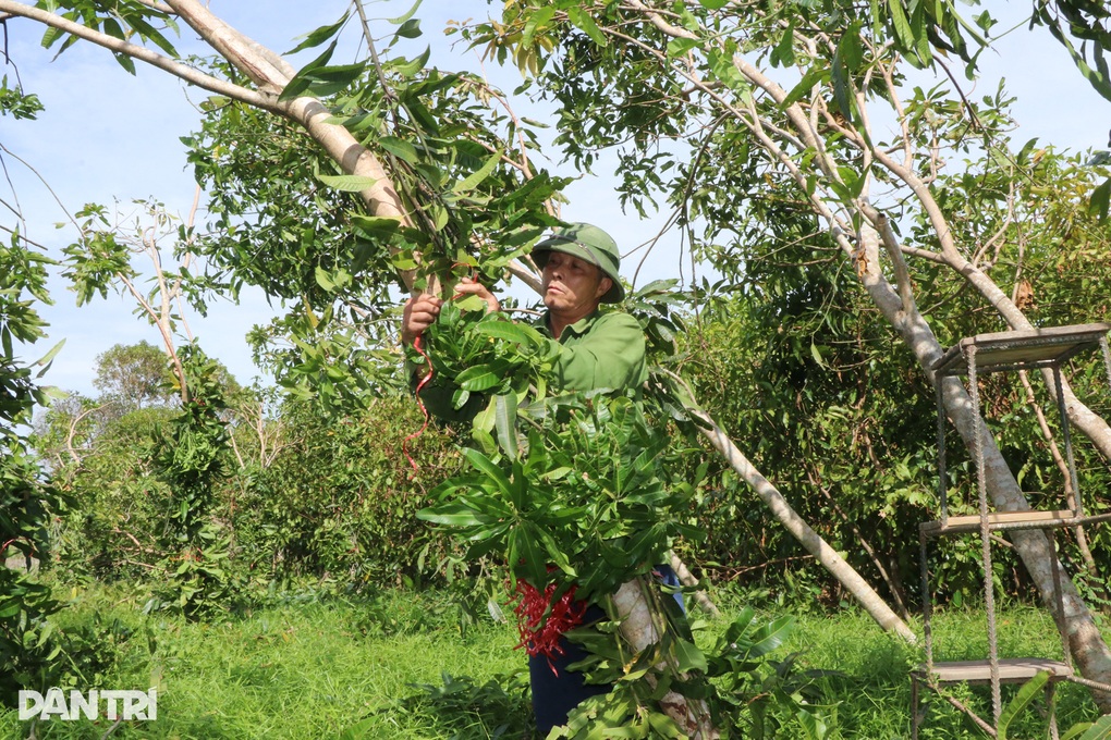 Cây đổ, chết khô sau bão, người trồng cây cảnh lo mất Tết - 3 Cây đổ, chết khô sau bão, người trồng cây cảnh lo mất Tết - 3