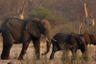 Zimbabwe giết hàng trăm con voi để lấy thịt