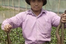 33 tuổi đời, 20 năm làm nghề “bảo mẫu” cho đàn rắn mòng