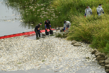 Bí ẩn cá chết hàng loạt ở sông châu Âu