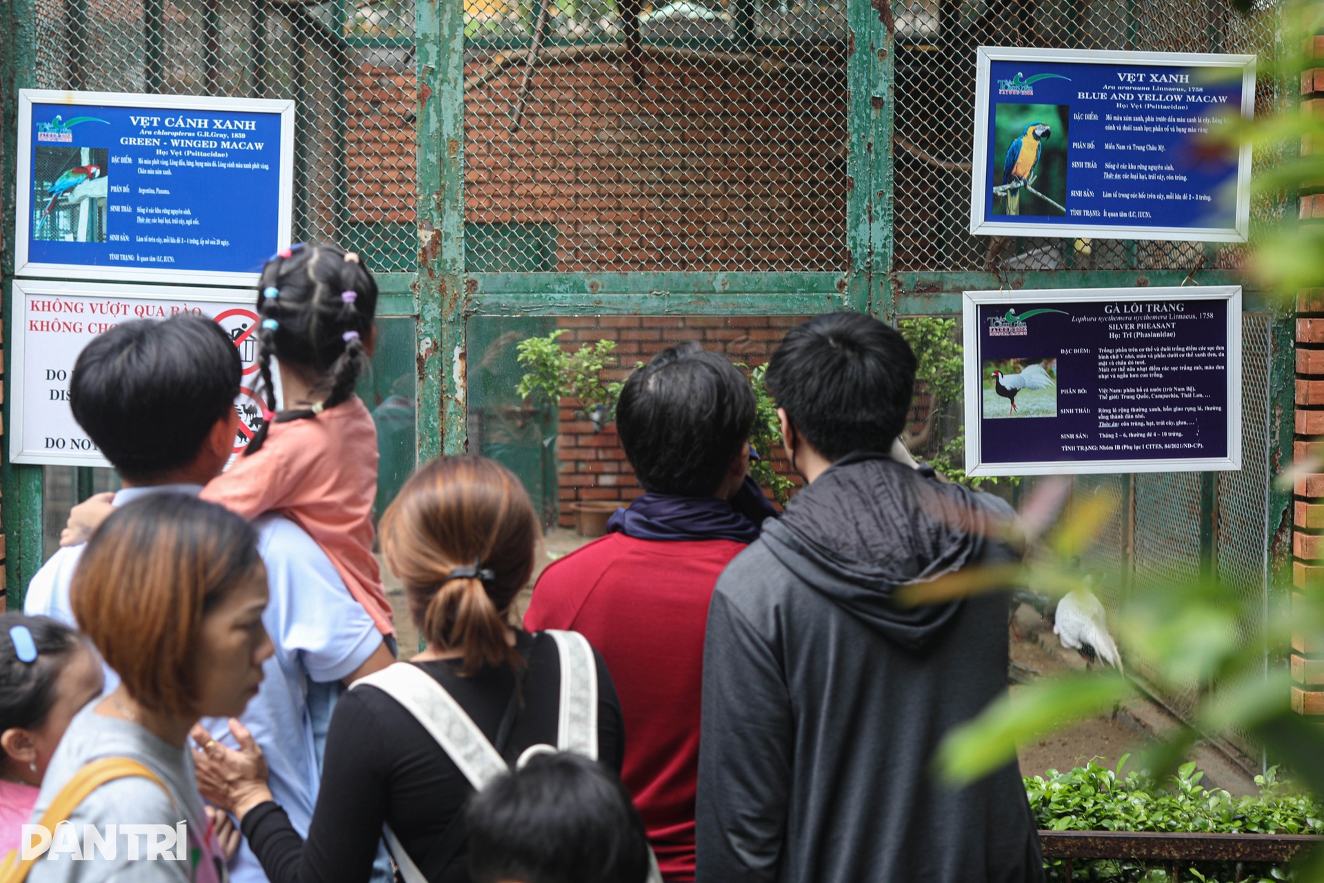 Cận cảnh đàn gà lôi trắng được nuôi ở Thảo Cầm Viên Sài Gòn - 9 Cận cảnh đàn gà lôi trắng được nuôi ở Thảo Cầm Viên Sài Gòn - 9