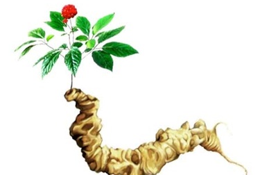 Sâm Ngọc Linh - Tăng cường sinh lực quý ông sau tuổi 40