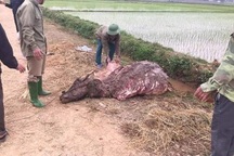 Phú Thọ bắt khẩn cấp 3 đối tượng trộm trâu ngày giáp Tết