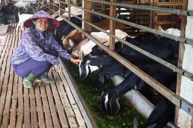 Nữ nông dân nghĩ khác, làm khác, biến đất cằn thành “mỏ vàng”