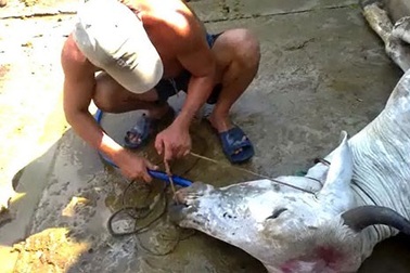 Kinh hãi bơm nước tăng trọng cho bò