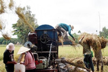 Lúa trúng mùa nhưng nông dân khóc giá