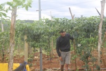 175ha rừng "biến mất": Đất diễn tập phòng thủ trơ gốc cây cháy đen