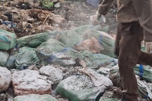 Tiêu hủy 24 tấn lòng cùng một số bộ phận của lợn nhiễm dịch tả lợn châu Phi