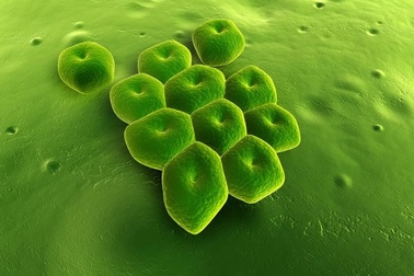 Acinetobacter - Vi khuẩn thường gặp ở các đơn vị chăm sóc đặc biệt