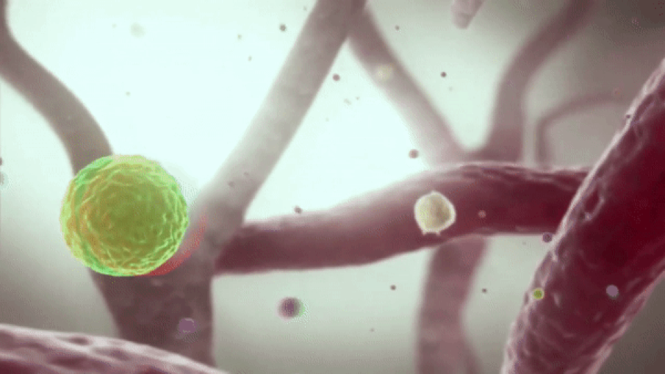 Vắc xin bảo vệ cơ thể trước virus sốt xuất huyết như thế nào? - 2 Vắc xin bảo vệ cơ thể trước virus sốt xuất huyết như thế nào? - 2