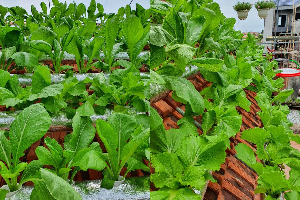 Thiết kế hệ thống tưới tự động cho vườn rau sân thượng
