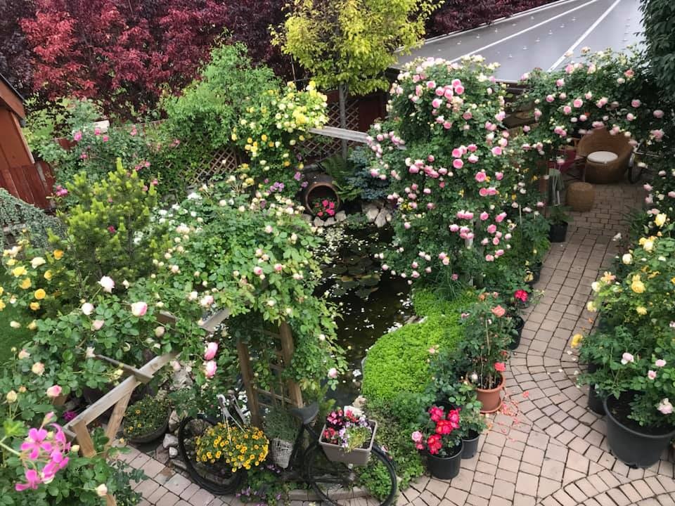 Ngôi nhà phủ kín hoa hồng đẹp không rời mắt của nữ Việt kiều ở Hungary - 15 Ngôi nhà phủ kín hoa hồng đẹp không rời mắt của nữ Việt kiều ở Hungary - 15