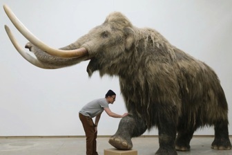 Hé lộ sự thật chấn động về bộ xương voi ma mút 70 năm tuổi ở Alaska