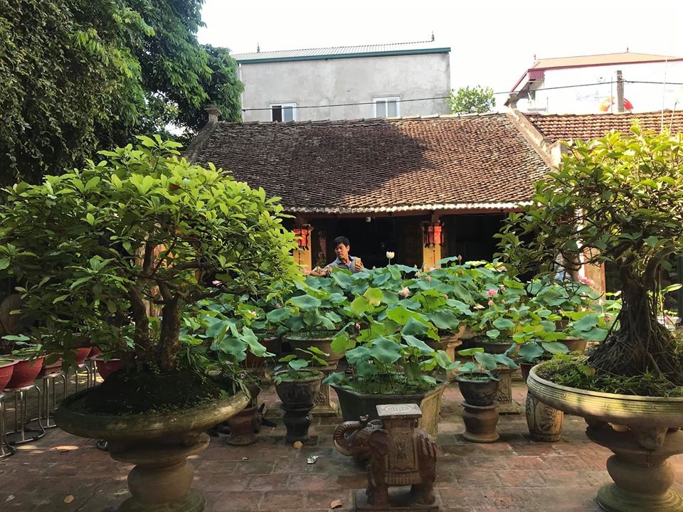 Nhà gỗ cổ “độc nhất” Bắc Bộ, bao quanh sân là vườn sen thơm ngát - 1 Nhà gỗ cổ “độc nhất” Bắc Bộ, bao quanh sân là vườn sen thơm ngát - 1