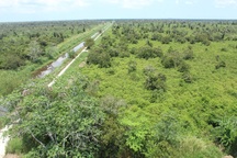 Cà Mau dừng hoạt động đi bộ xuyên rừng U Minh Hạ do nắng nóng, khô hạn