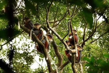 Đà Nẵng chọn Voọc chà vá chân nâu làm biểu tượng thành phố