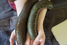 Rùng mình "thú vui" nuôi đỉa làm thú cưng