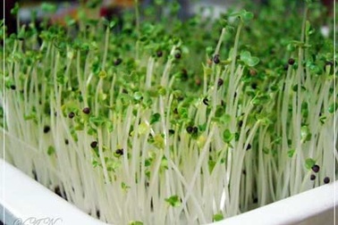 Rau mầm có thể gây ngộ độc