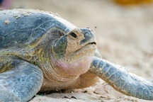 Rùa xanh vượt 1.300km từ Philippines đến Côn Đảo đẻ 84 trứng