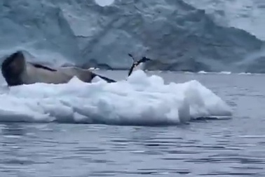 Tình huống "quay xe" kịp thời giúp chim cánh cụt giữ được mạng sống