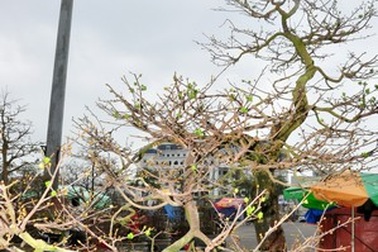 Mai “khủng” giá 150 triệu đồng