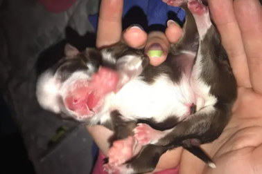 Chó con sinh ra với 6 chân, 2 đuôi ở Mỹ