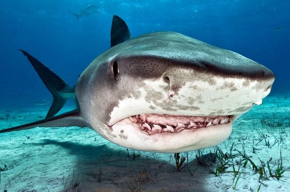 Tìm thấy thi thể người trong bụng cá mập hổ - 3 Tìm thấy thi thể người trong bụng cá mập hổ - 3