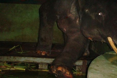 Đưa xác voi Khăm Bun về bảo tàng làm mẫu vật