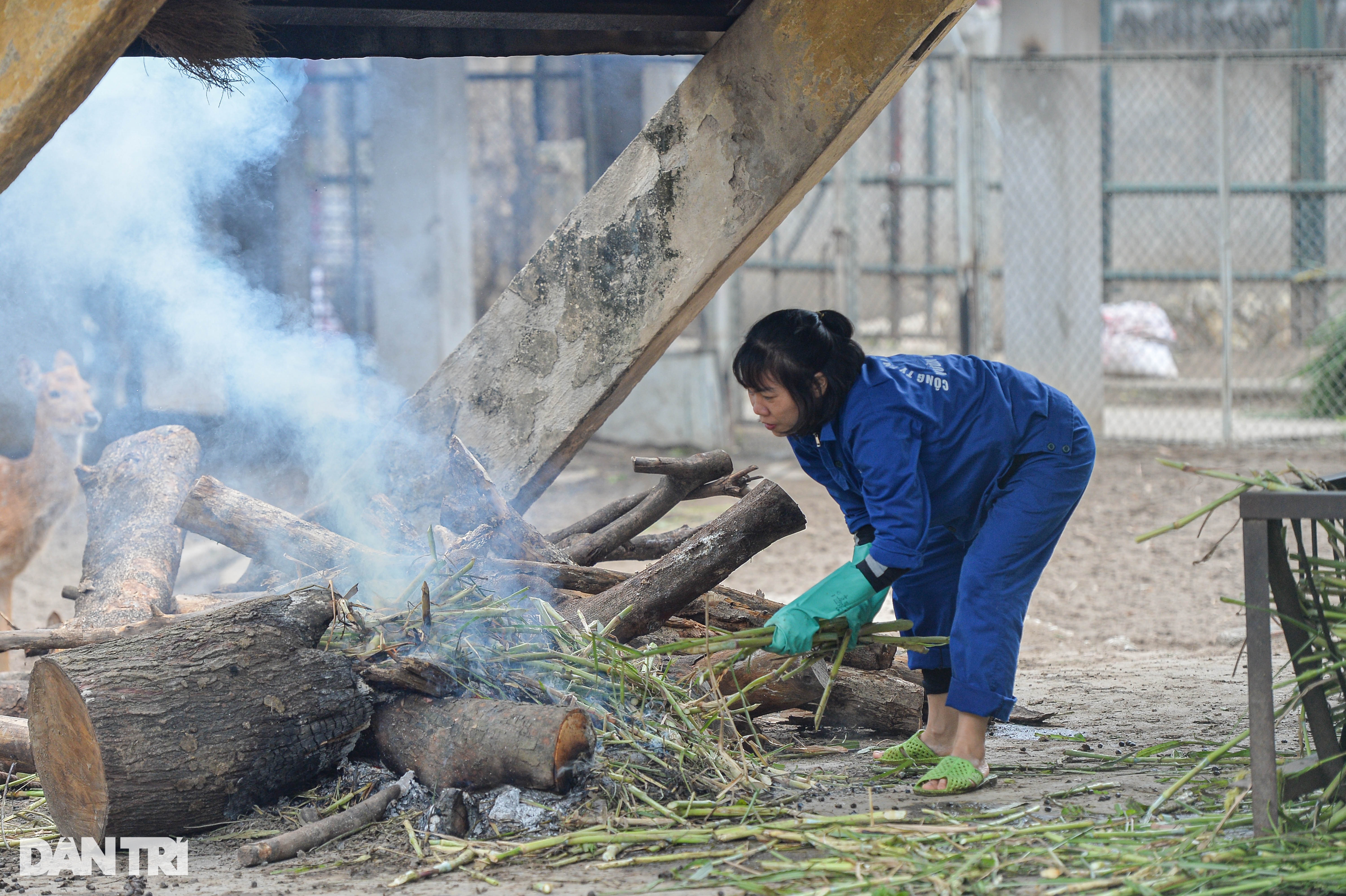 Đốt lửa, bật nước nóng để sưởi ấm cho động vật ở vườn thú Hà Nội - 6