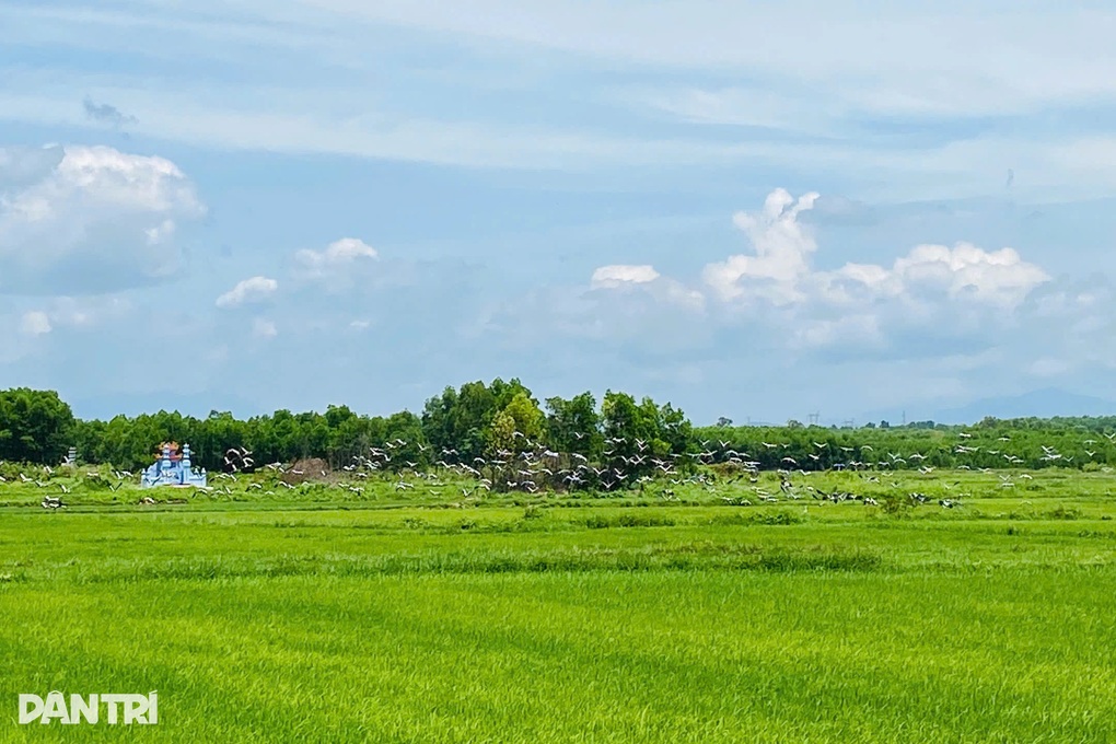 Hàng nghìn con cò nhạn quý hiếm xuất hiện ở Quảng Trị - 1 Hàng nghìn con cò nhạn quý hiếm xuất hiện ở Quảng Trị - 1