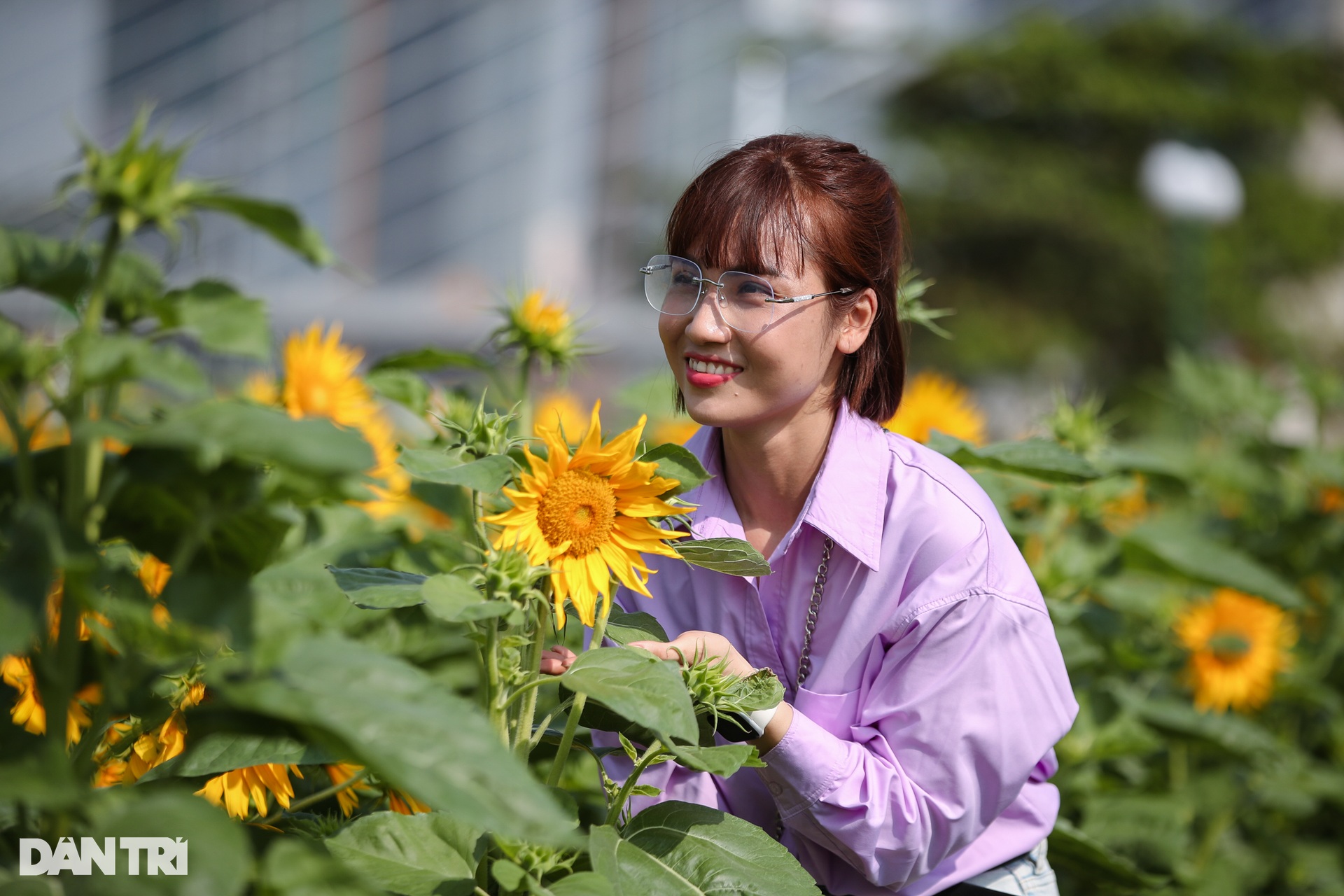 Many young people jostle to show off their beauty in the sunflower field - 4