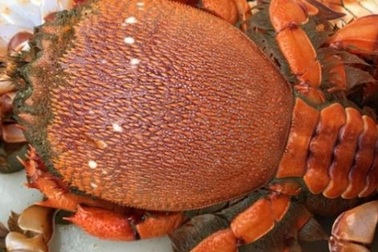 Huỳnh đế - đệ nhất cua biển giá "chát" vẫn được chuộng